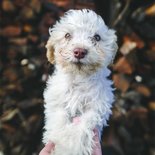 Small fluffy white puppy