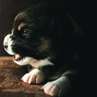 Black puppy with white paws