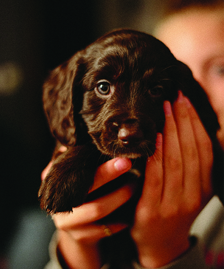 Brown puppy being held