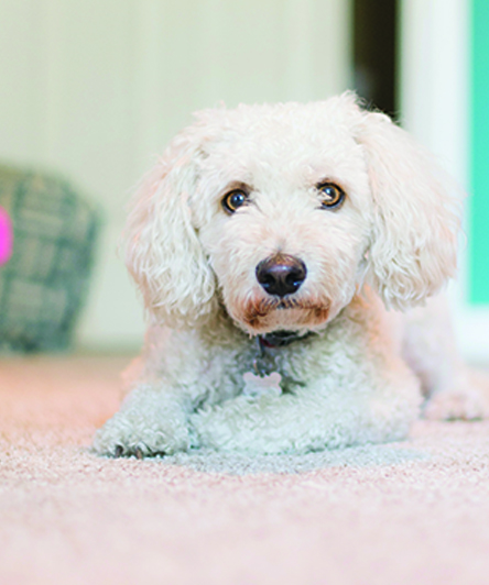 White fluffy dog on carpet